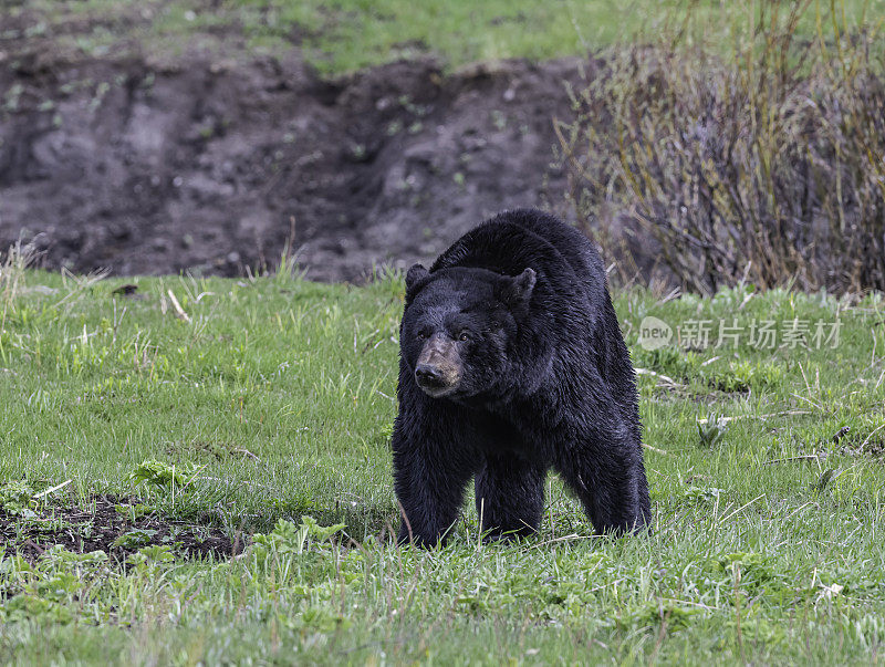 美国黑熊(Ursus americanus)是一种中等体型的熊，原产于北美，常见于黄石国家公园。男性的熊。